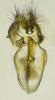 Drosophila funebris